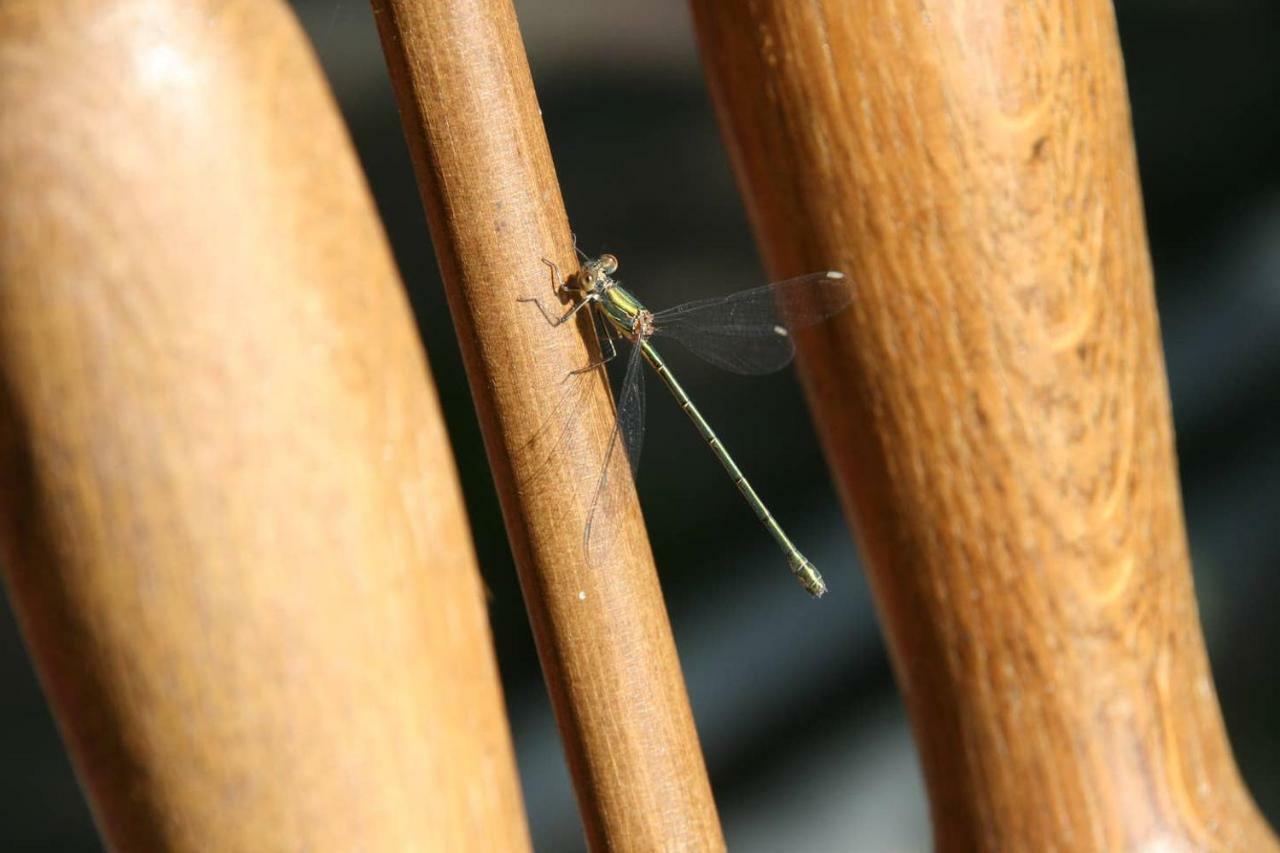 Vegawagen Psyche, Een Sprookje In Coevorden Bagian luar foto